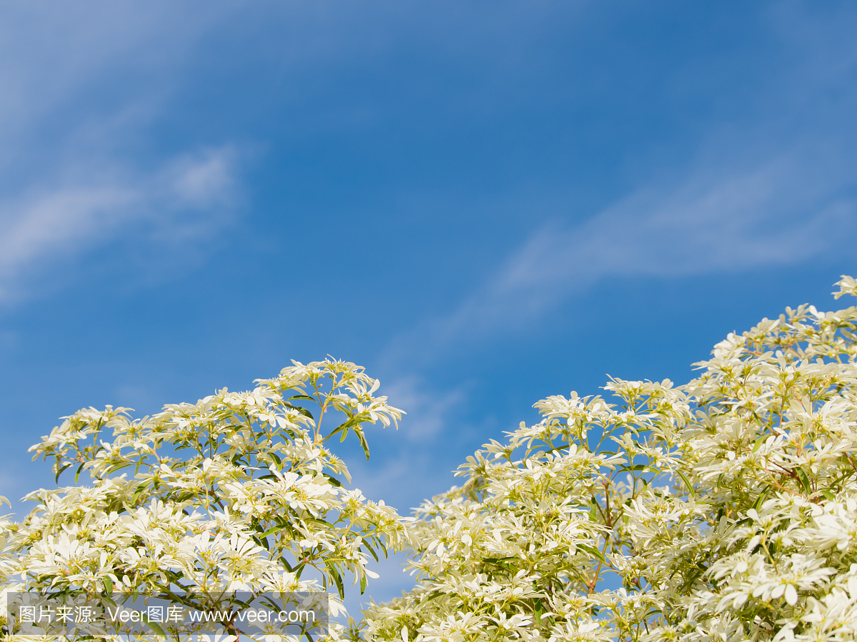 前面白色和绿色叶子树和多云和蓝天在背景中