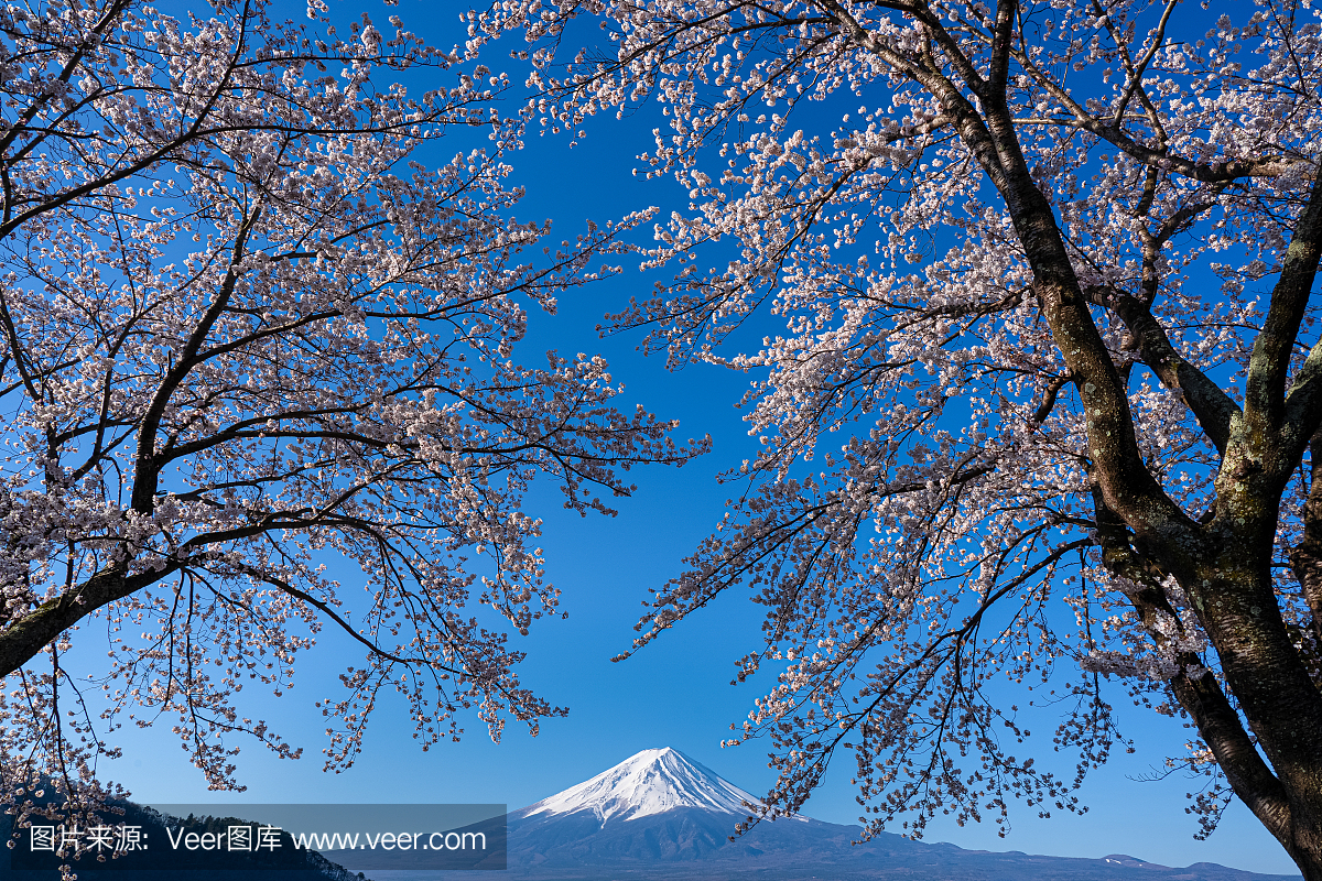 富士山,樱桃树,户外,富士吉田