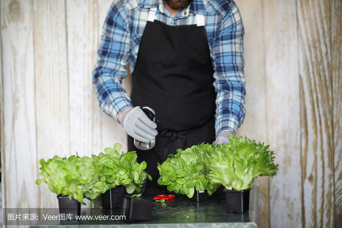有胡子的人照顾生菜是在家里的花盆里种植的