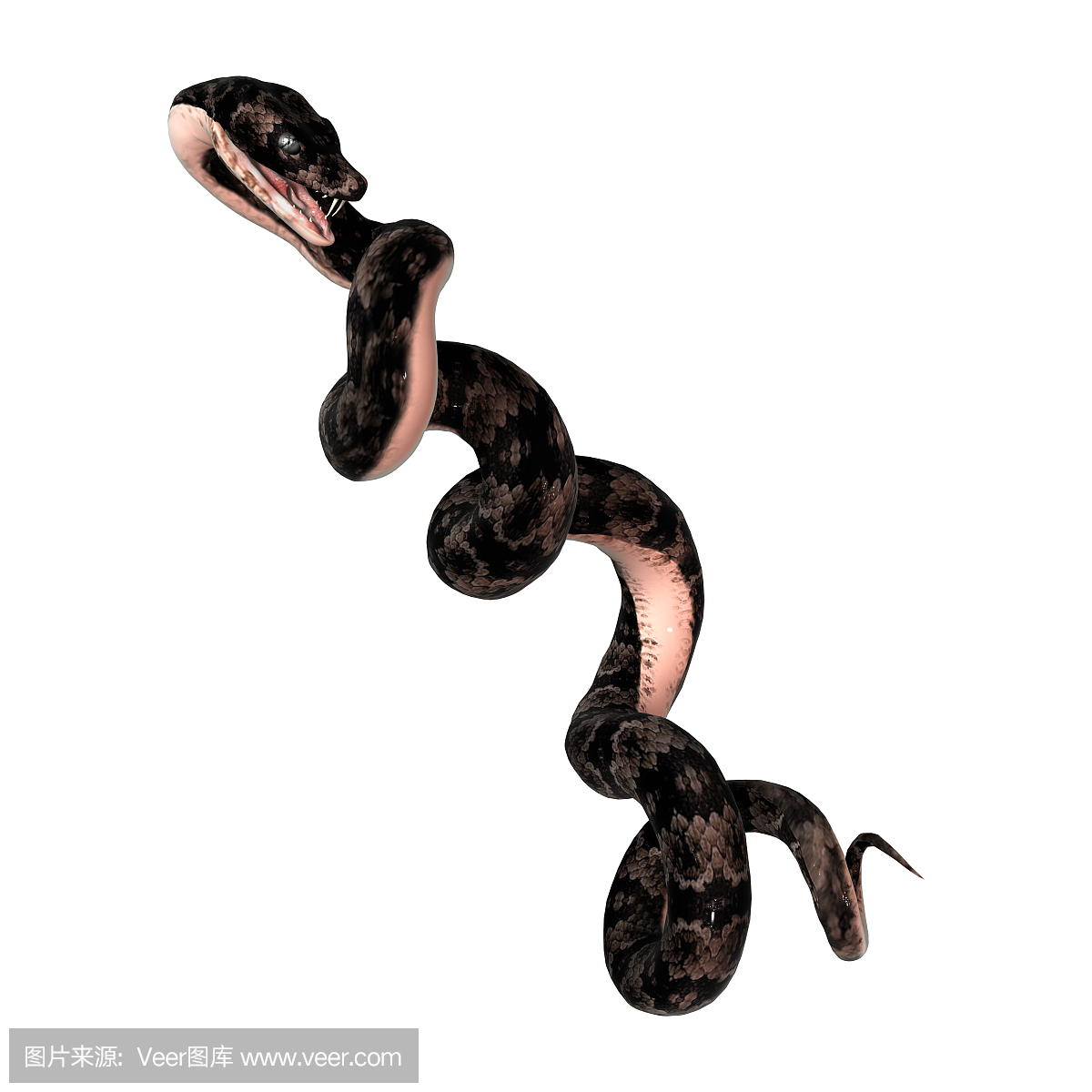 噬鱼蝮蛇,食鱼蝮,水腹蛇,棉口蛇