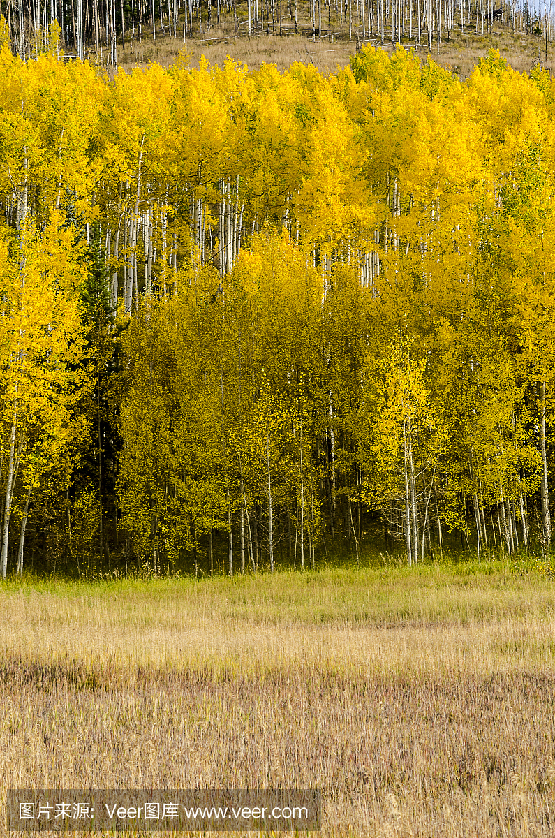 草甸与金色的Aspens在峰值颜色