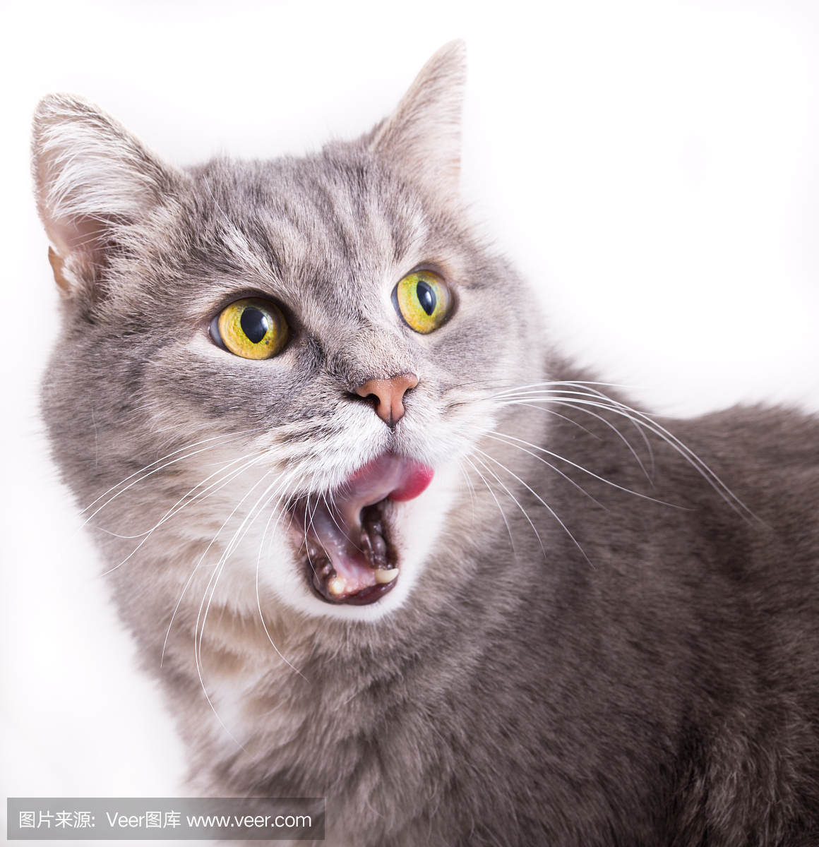 猫的叫声,咪咪叫(猫叫声),动物耳朵,耳朵