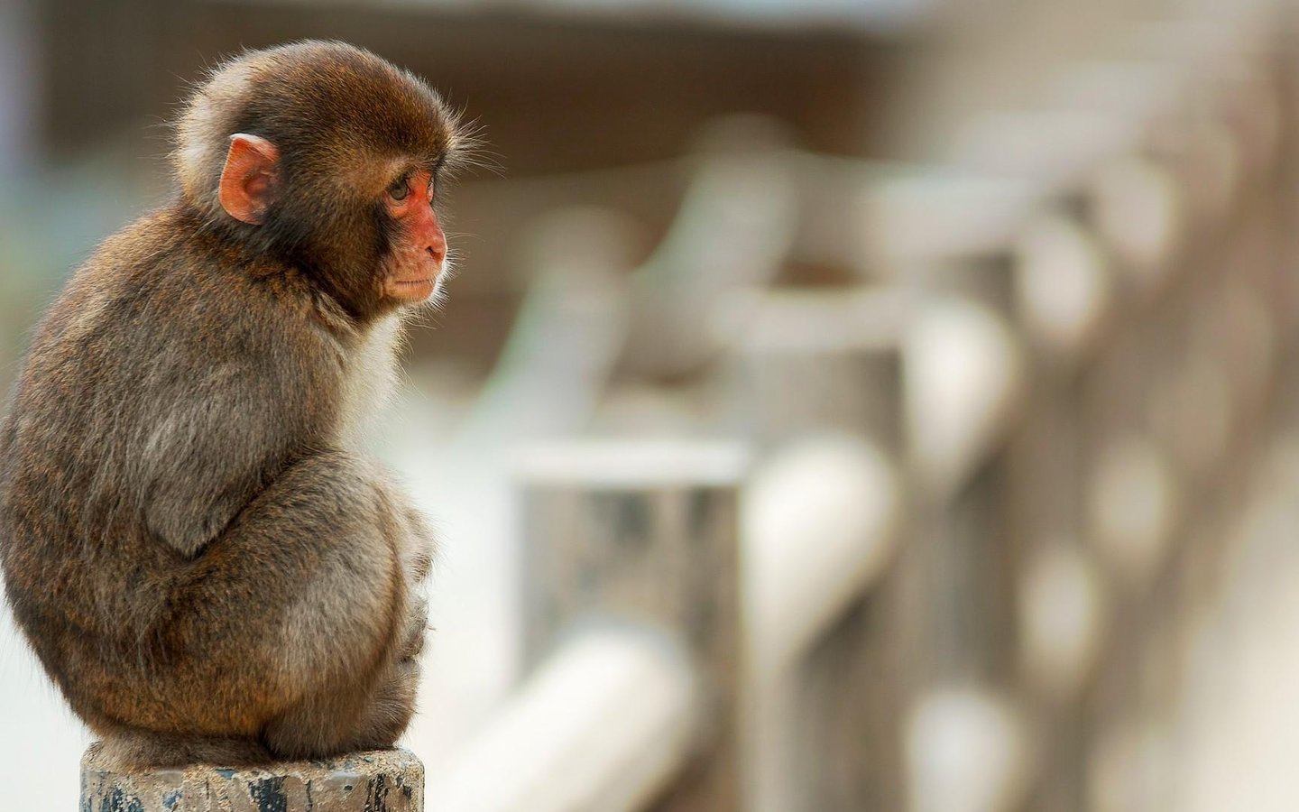 萌宠 小猴子 可爱 呆萌 宽屏-152kb