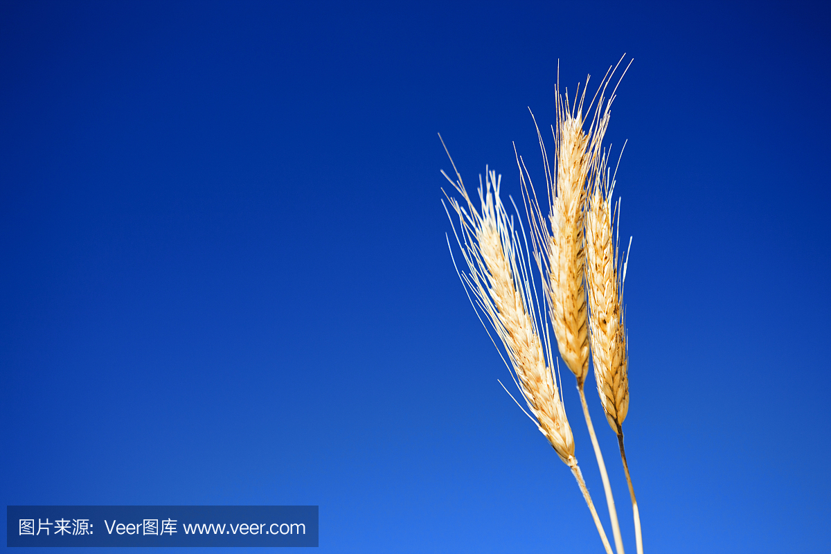 三只金耳朵的小麦反对深蓝色的天空
