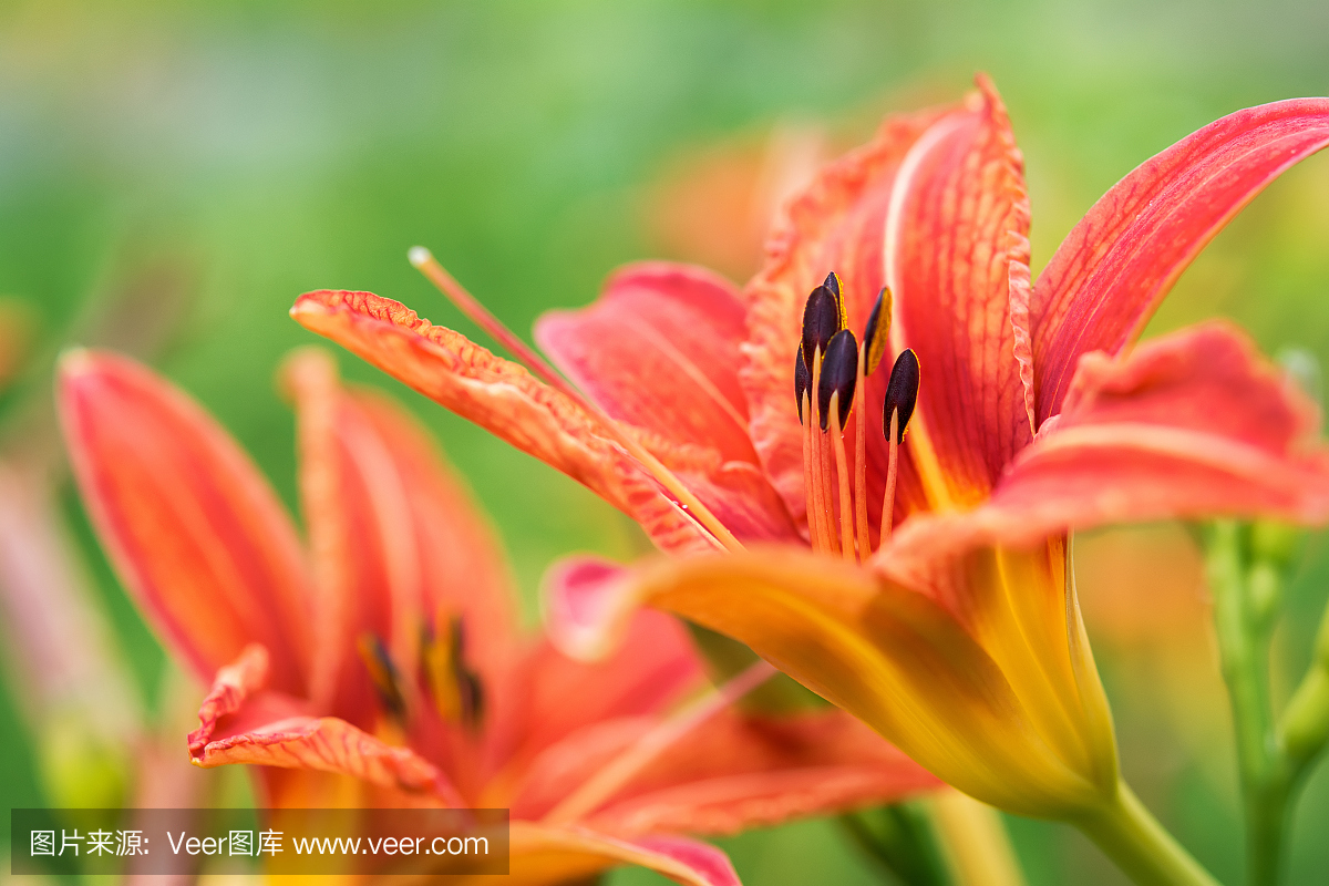 在绿色背景上的橙色百合花