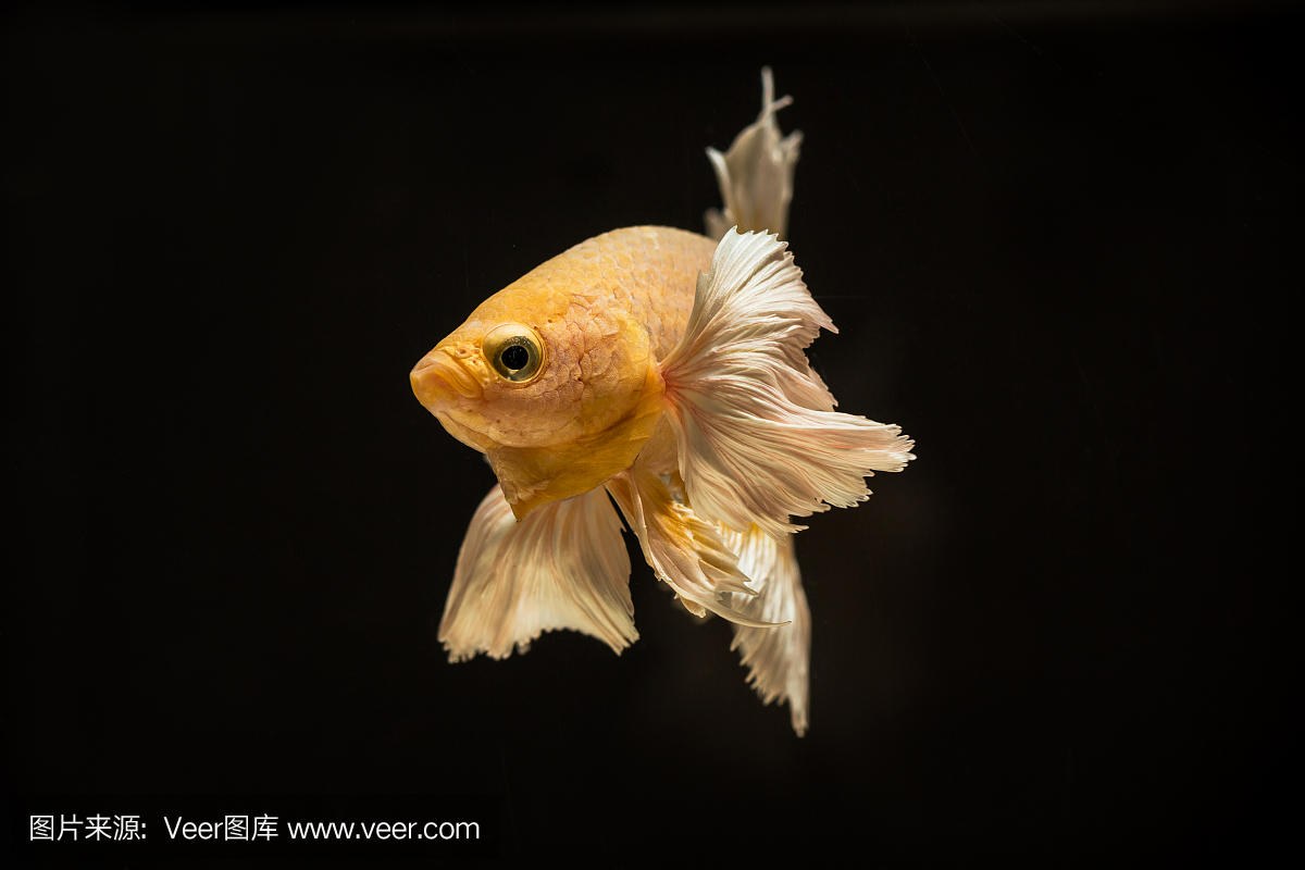 斗鱼或斗鱼在用于烘烤图片的特写视图中色彩鲜