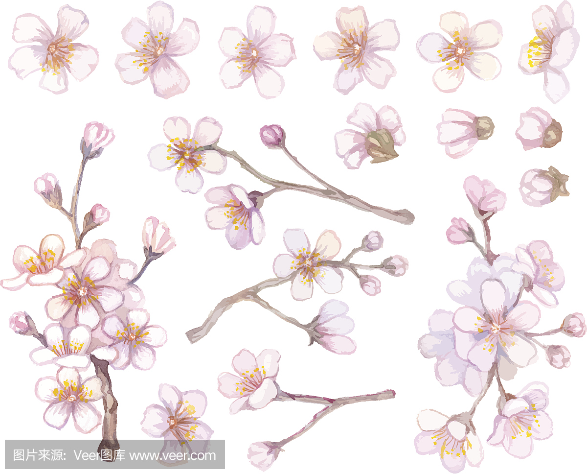 樱花,樱桃花,水彩颜料,水彩画颜料