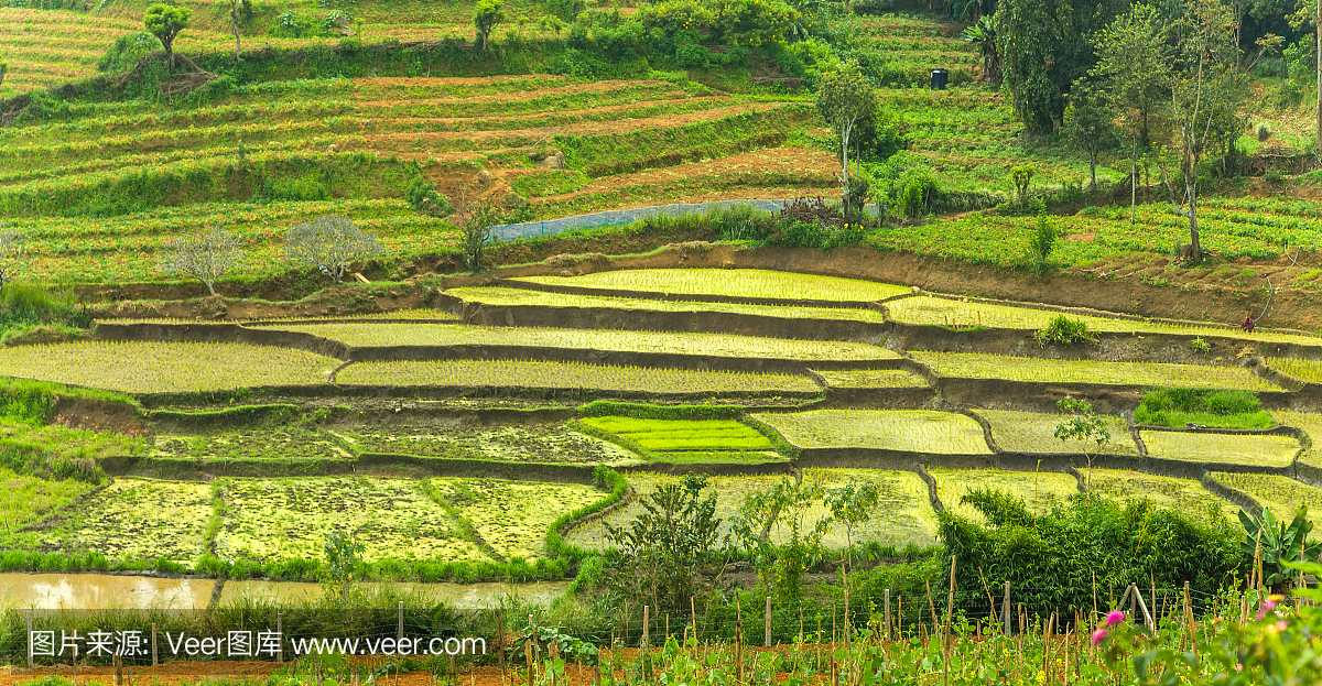 蔬菜园,绿色稻田梯田复杂的水稻种植系统农业