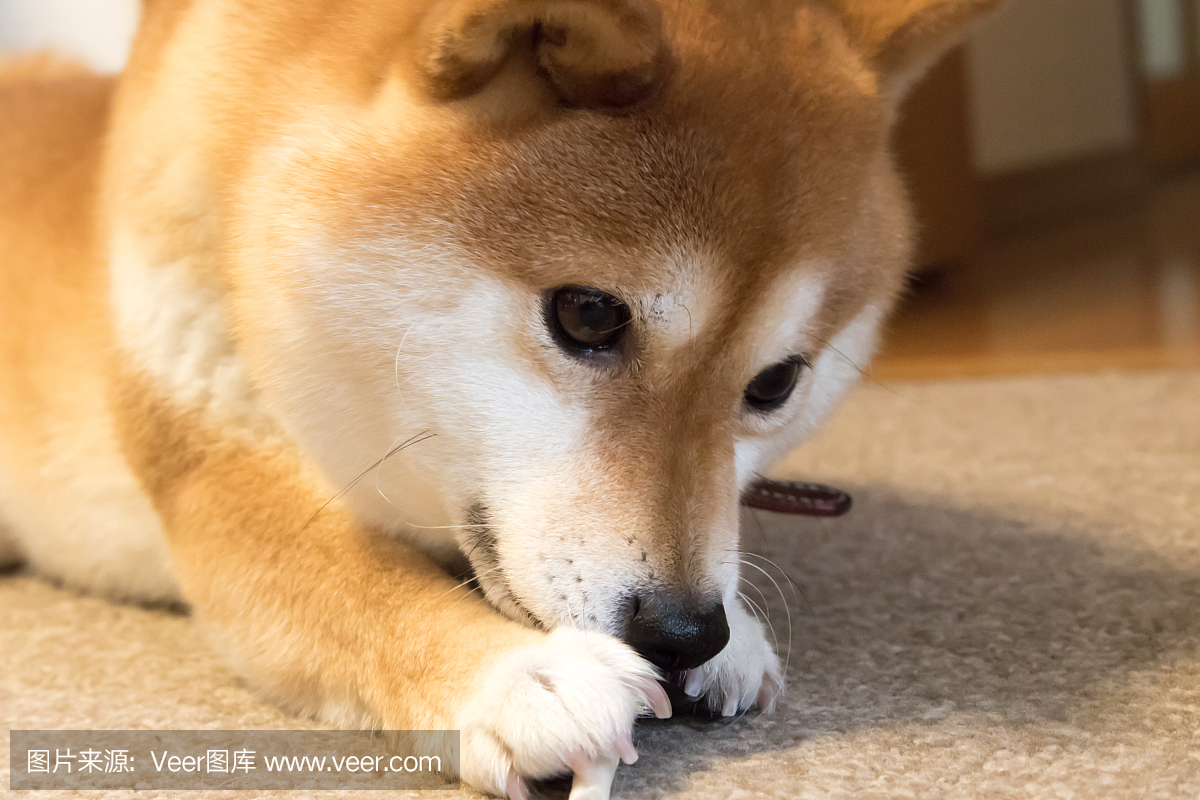 豆柴犬