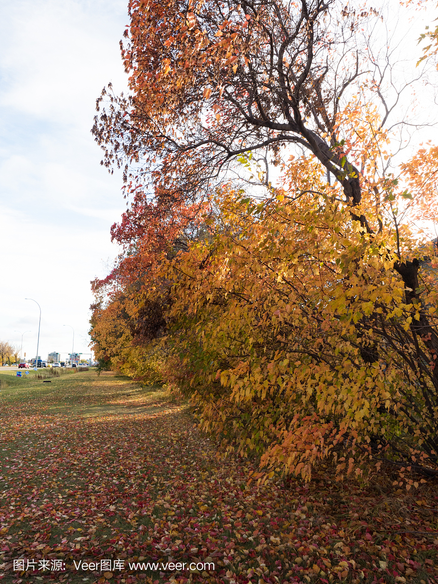 秋天的颜色,在加拿大埃德蒙顿的红枫叶