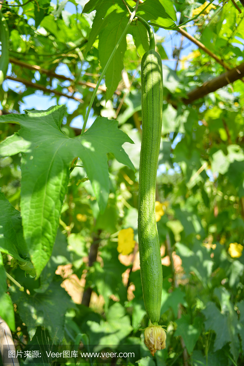 丝瓜生长