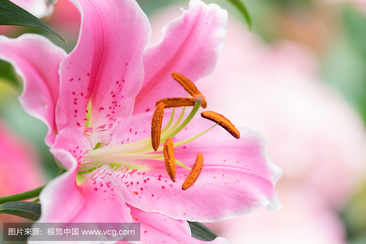 春天的场景,粉红色百合盛开的花朵,在与抽象的