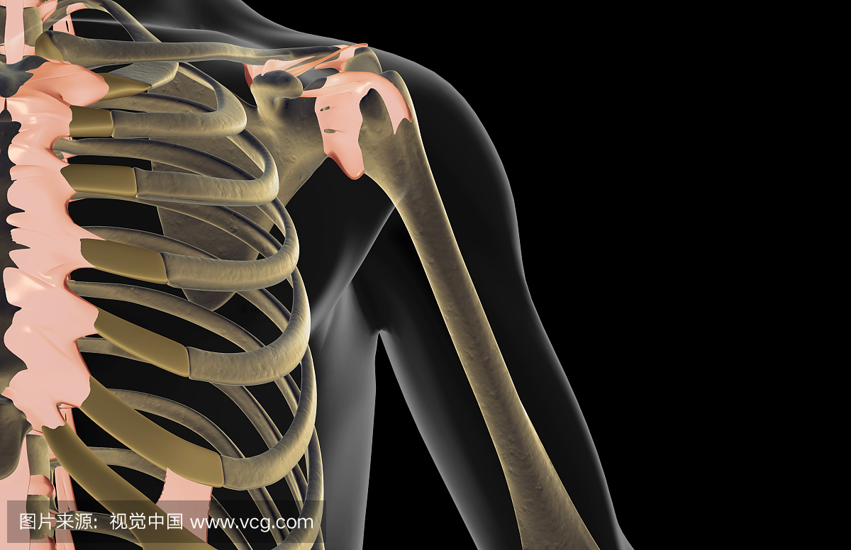 肩膀的韧带