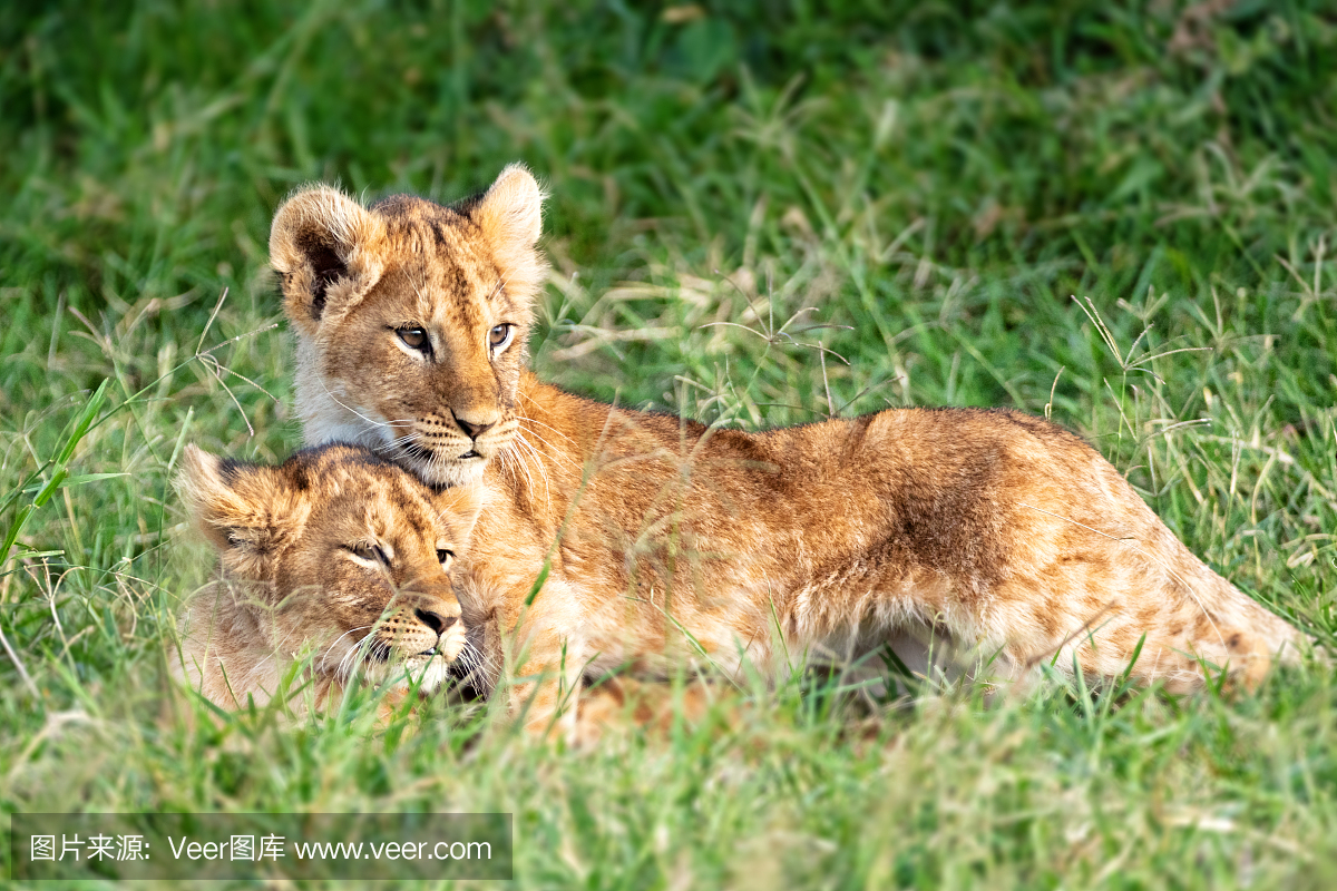 相伴,野生动物,狮子,猫科动物