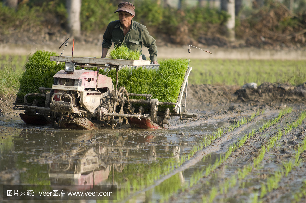 台湾的稻米和农民