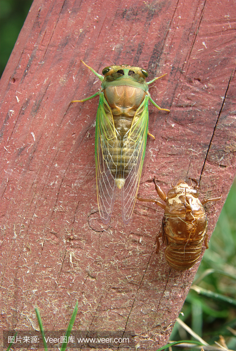 十七年蝉,最长寿的昆虫,蜕皮,蜕变