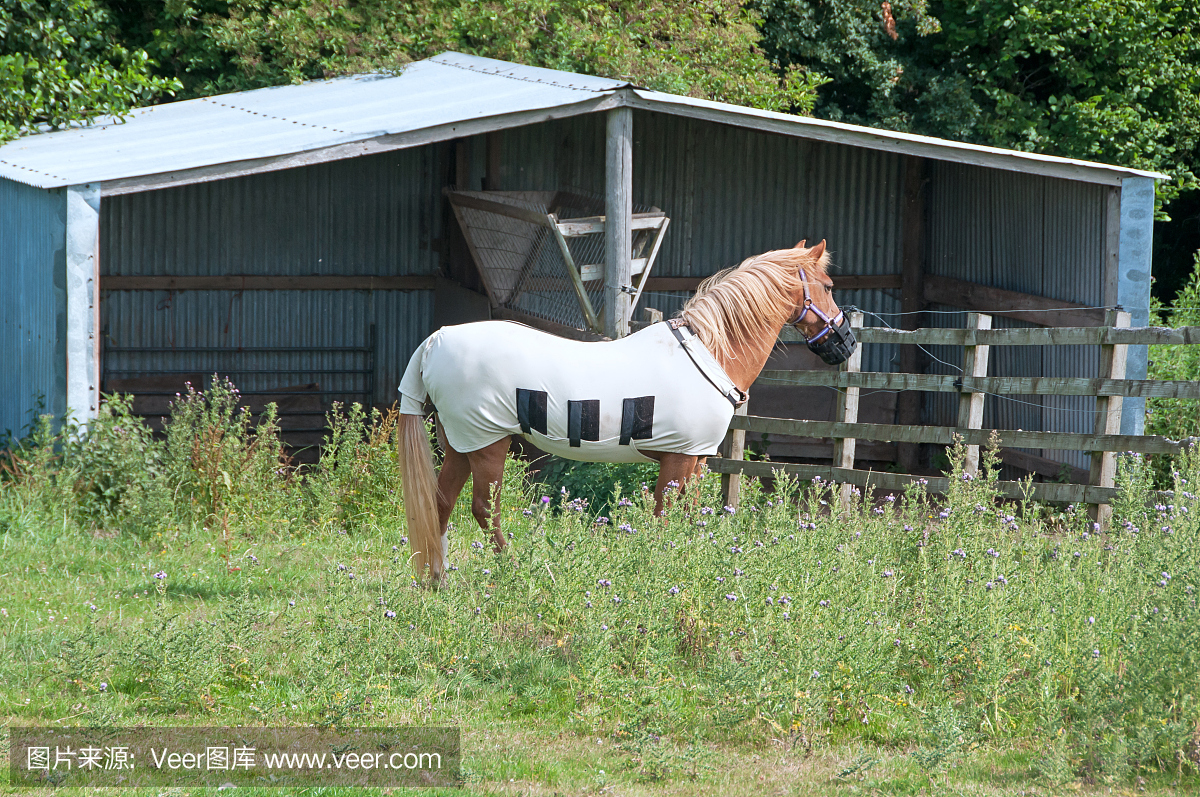 小马穿着放牧枪口飞地毯