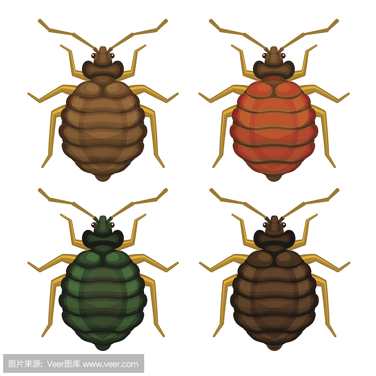 吸血动物,吸血的,害虫根除者,灭白蚁者