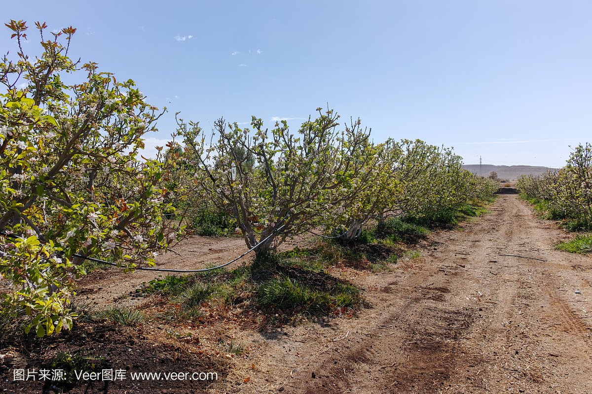 树开花,春天在基布兹果园内盖夫沙漠,以色列在