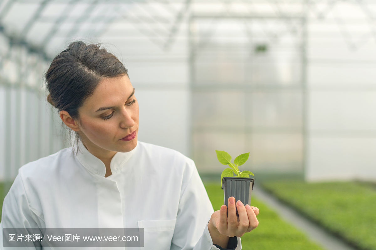 植物苗圃,育苗农场,植苗园地,园圃