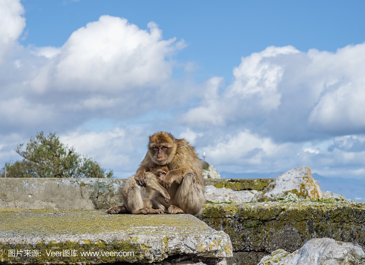 国家公园,水平画幅,直布罗陀,猴子