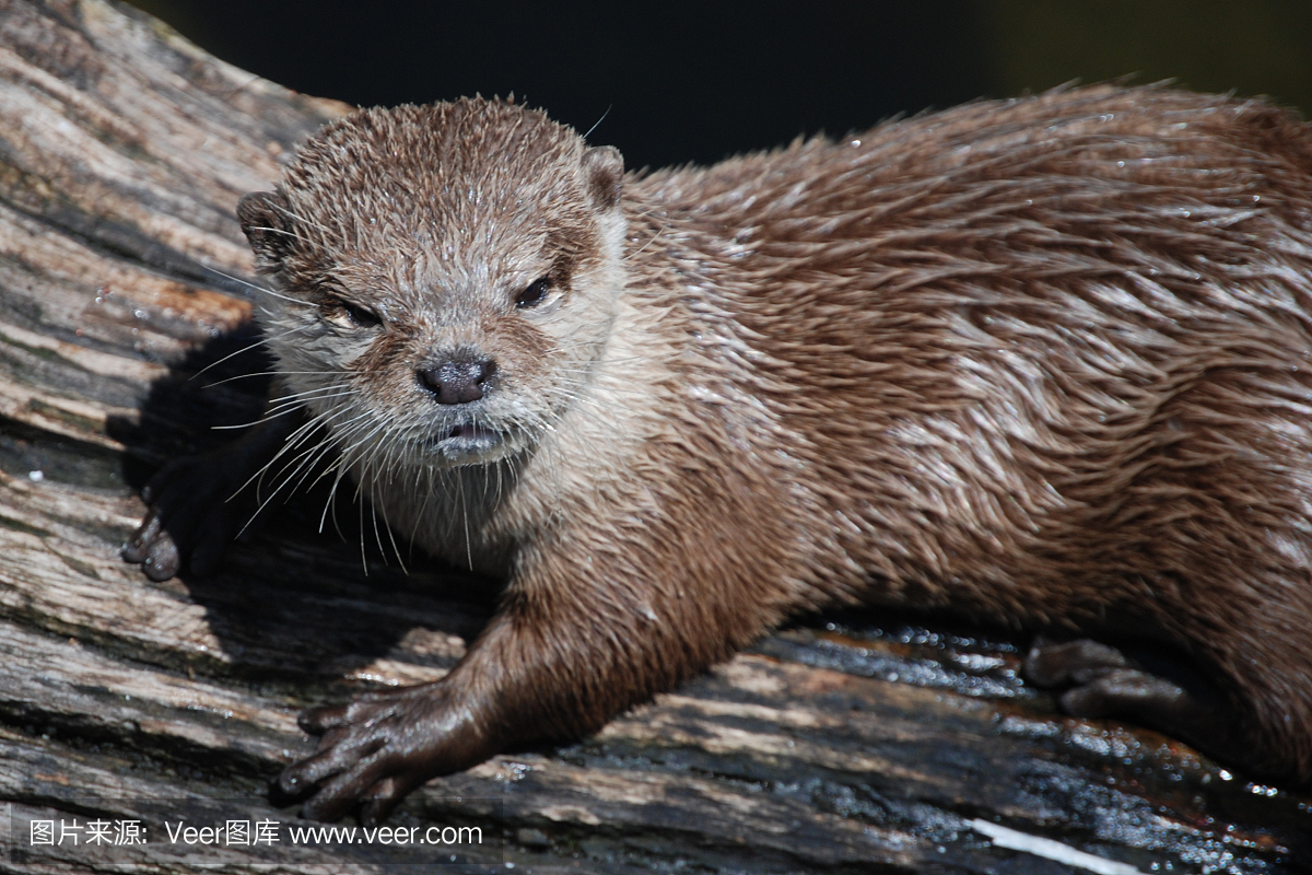 拍胸,打胸,拍打胸脯,拍胸口