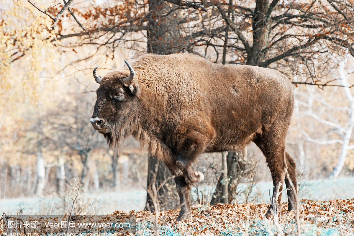 波兰,欧洲野牛,哺乳纲,草