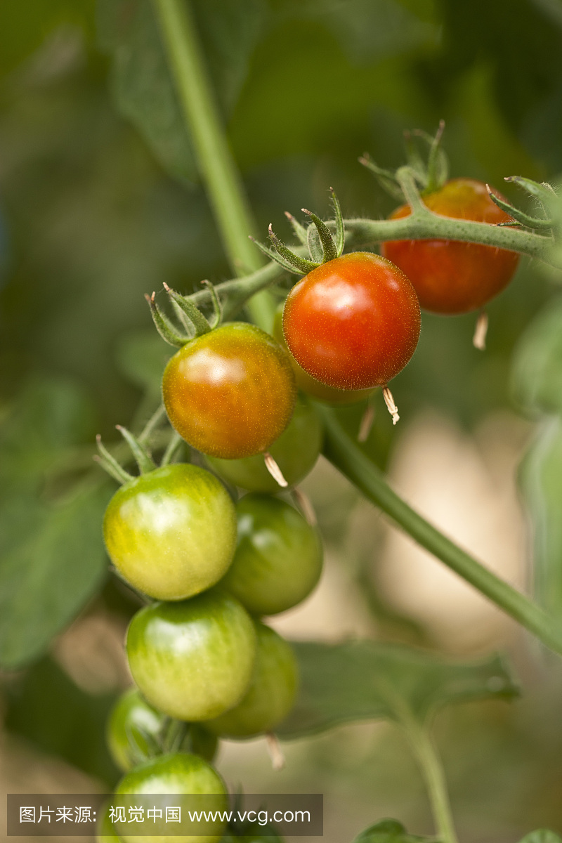 有机樱桃番茄生长在温室,Laugaras,南冰岛,冰岛