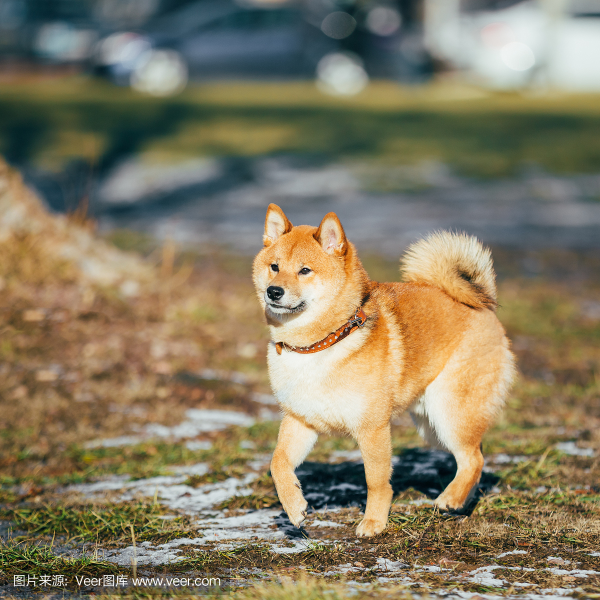 美丽的红色Shiba Inu小狗呆在户外在春天