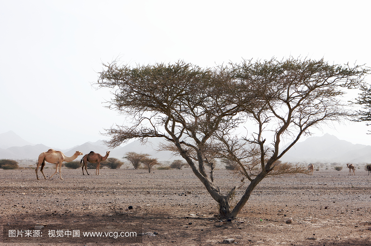 沙漠树的视图朝向一群骆驼,富士,阿联酋