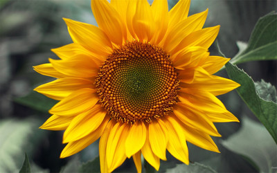 唯美意境小清新秋天向日葵高清桌面壁纸下载(-503kb