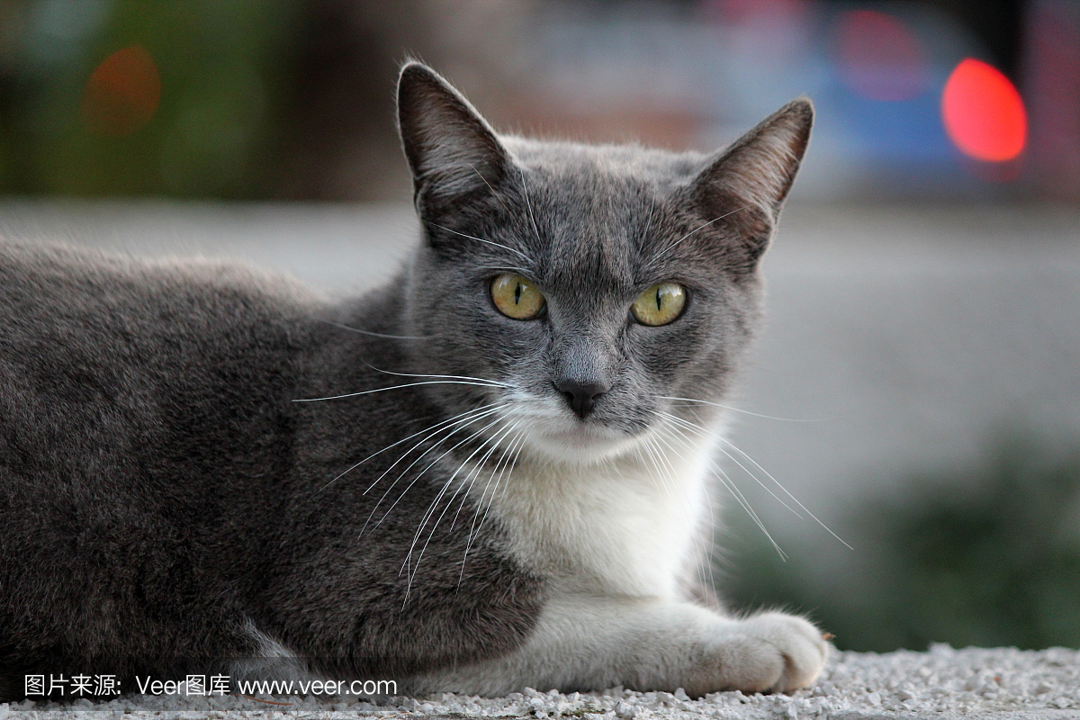 杂种猫,杂交猫,混血猫,猜疑
