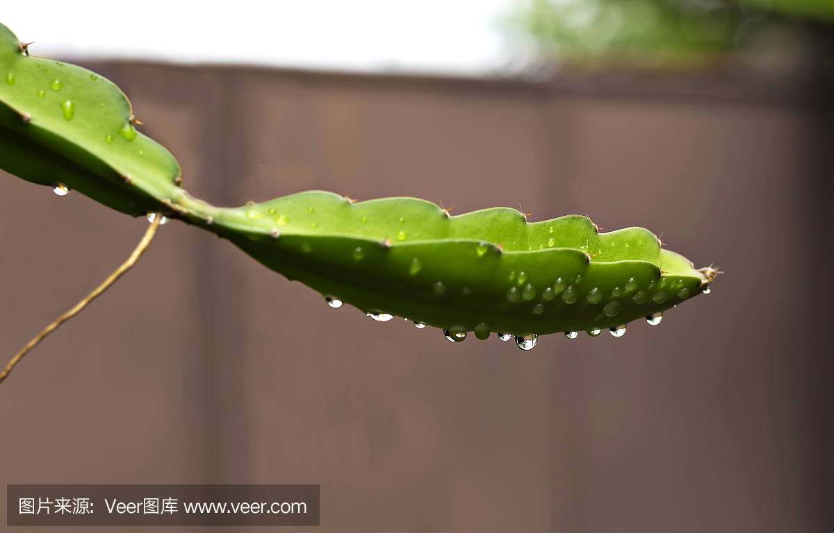 龙果或火龙果的茎。 (Hylocercus undatus(Haw