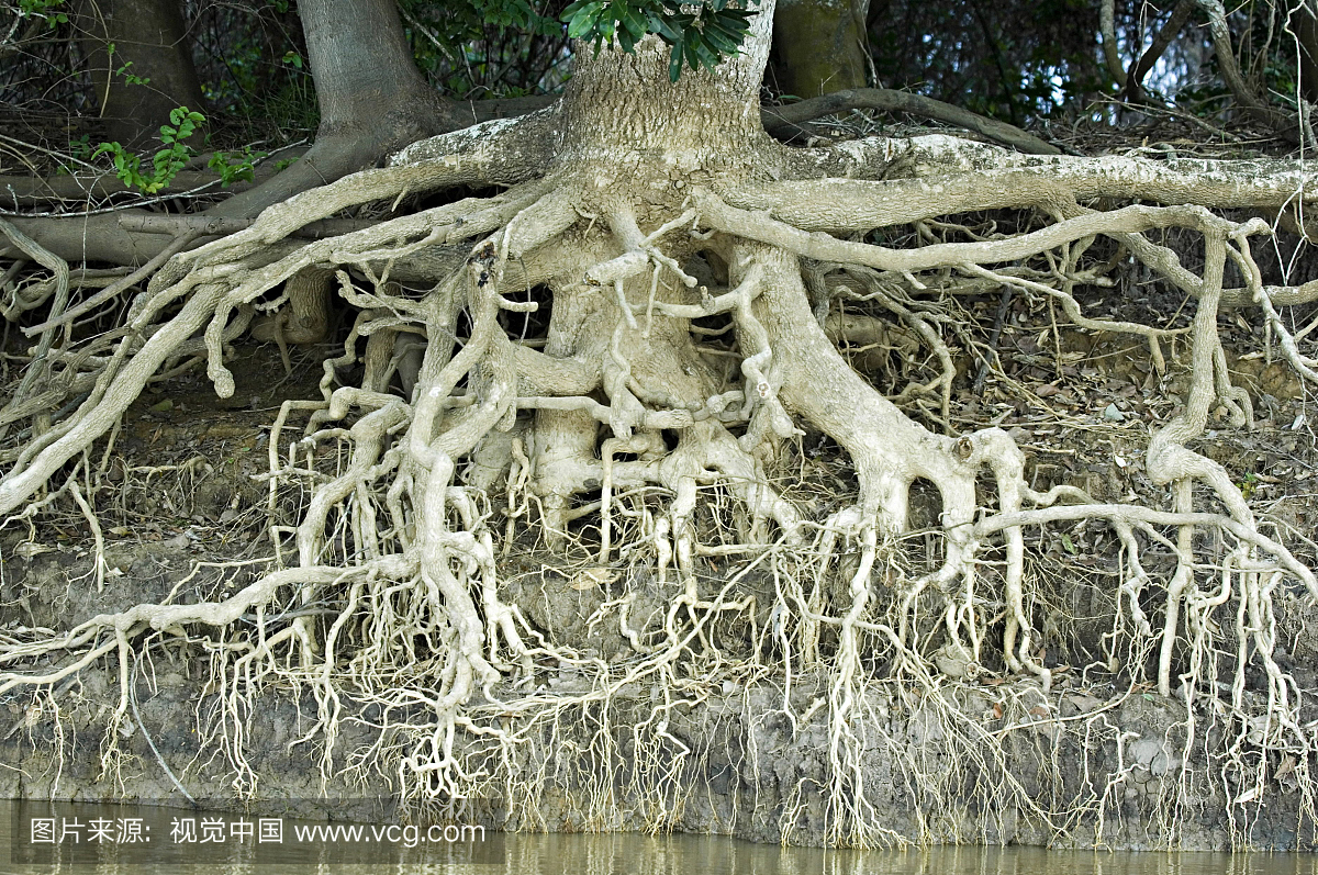 沿Cuiaba河,潘塔纳尔,马托格罗索的暴露的树根