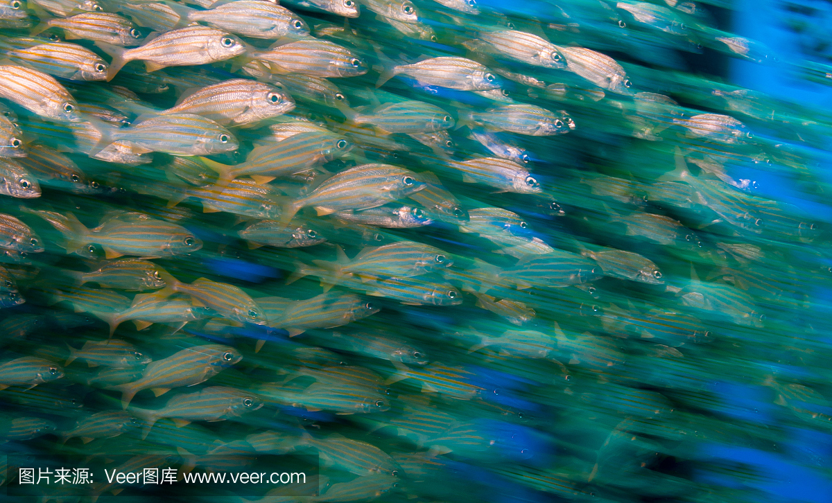 黑鳍梭鱼,黑杖鱼,康氏黑马鲛,鱼群