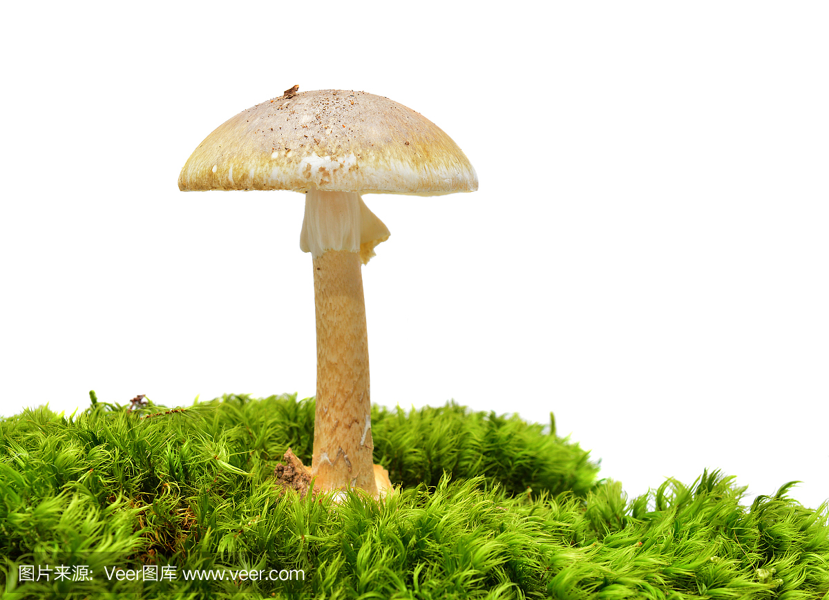 自然,鬼笔鹅膏,鹅膏菌,水平画幅