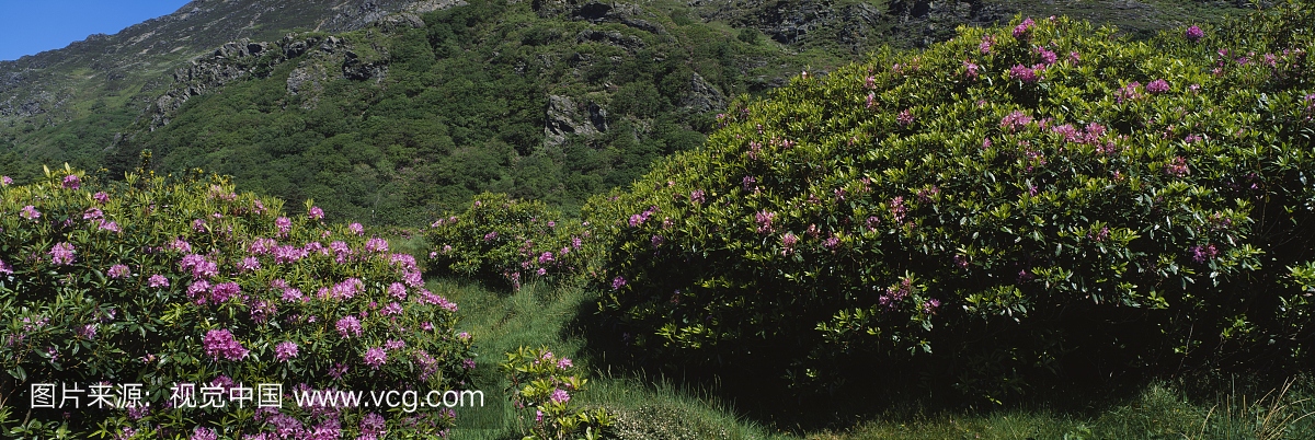 杜鹃花在一个领域,科克郡,爱尔兰共和国花