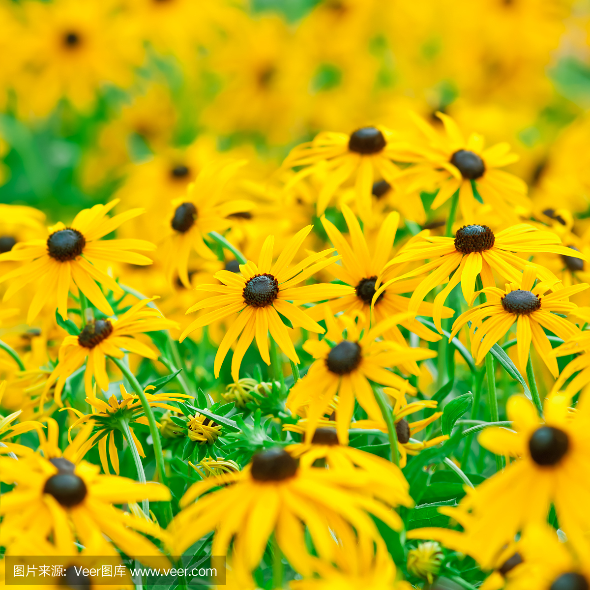 黑眼珠苏珊葡萄树,黑眼珠苏珊葡萄树木,黑眼珠