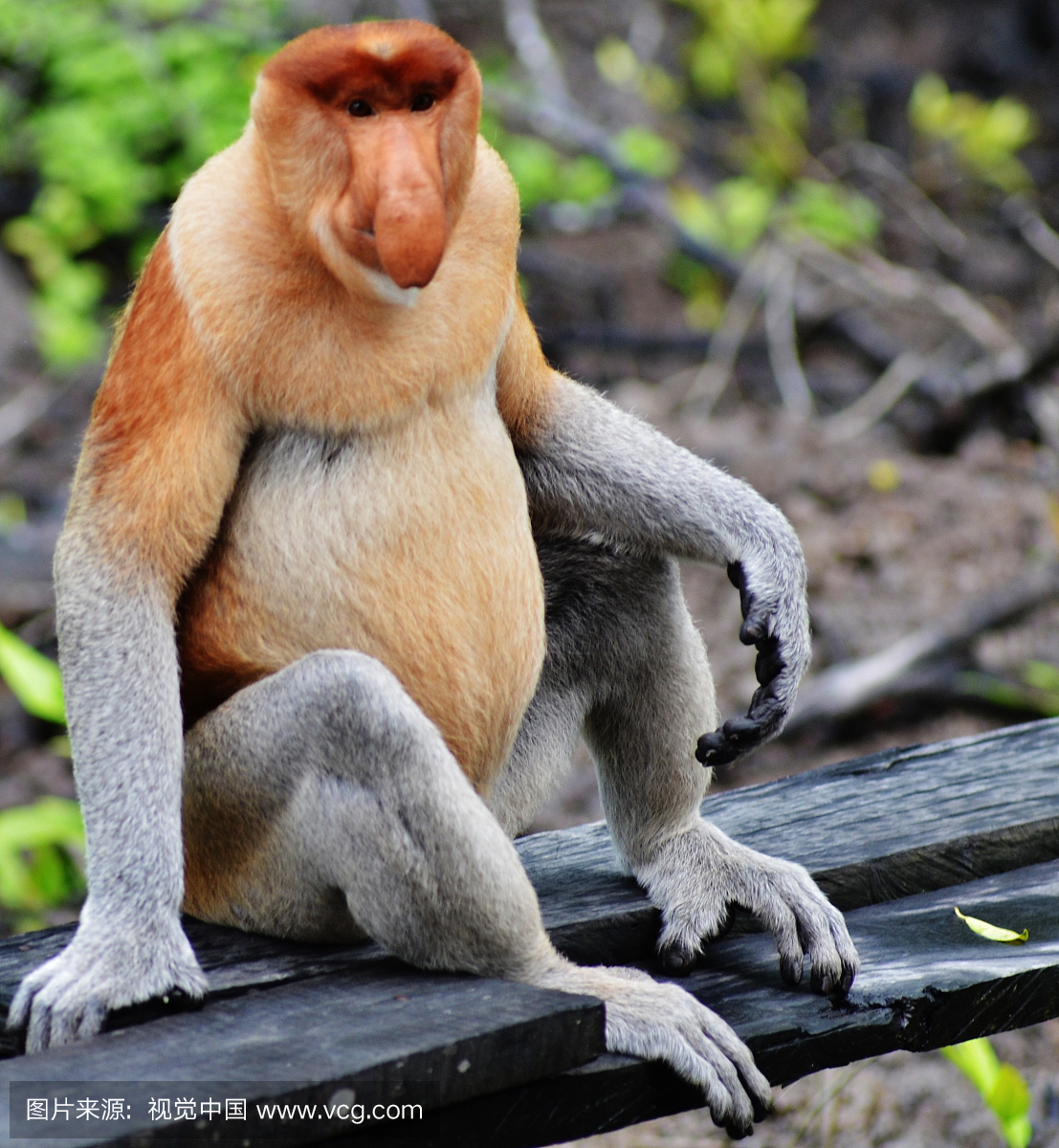 长鼻猴,动物主题,一只动物,野外动物