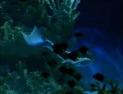 壁纸 海底 海底世界 海洋馆 水族馆 400_306 gif 动态图 动图