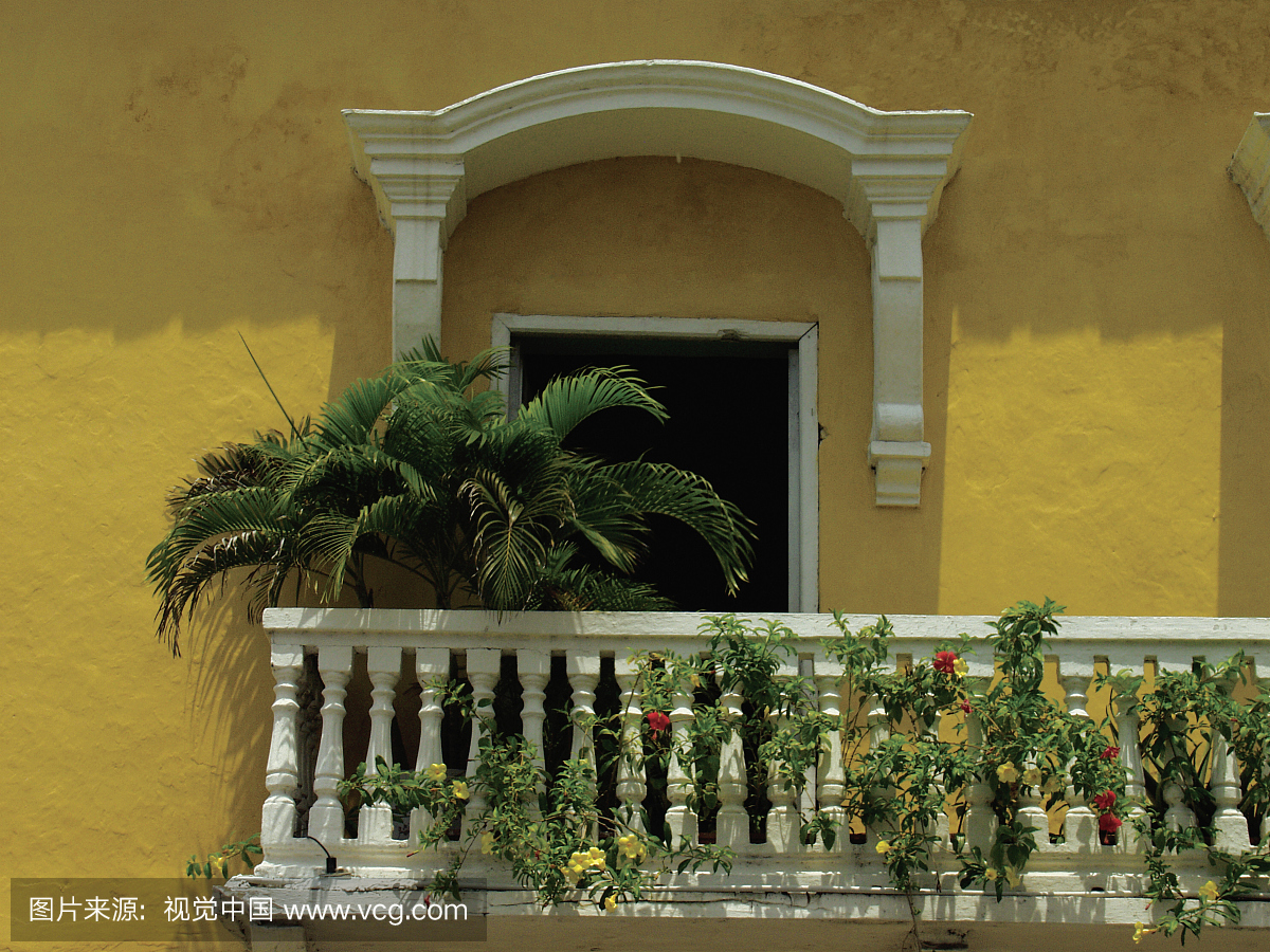 蕨类植物和其他植物在卡塔赫钠,哥伦比亚,南美