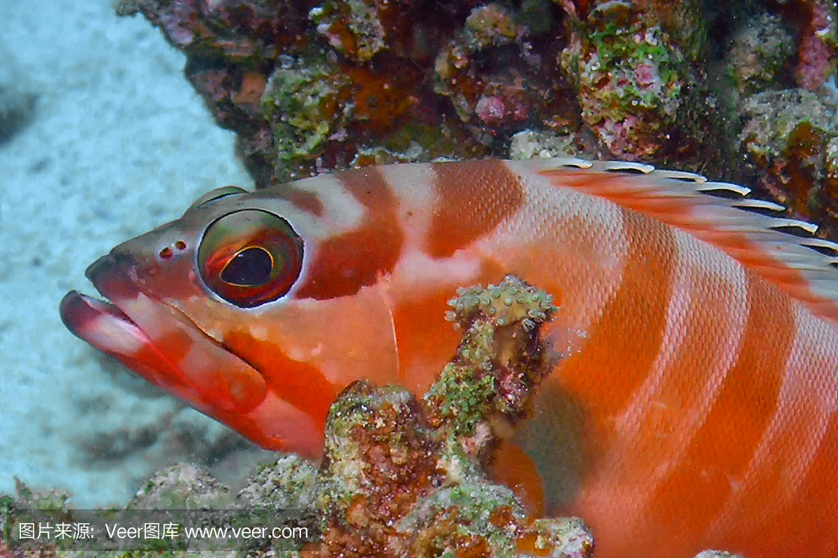 黑石斑鱼风声,海洋生命,沙姆谢伊赫,环境