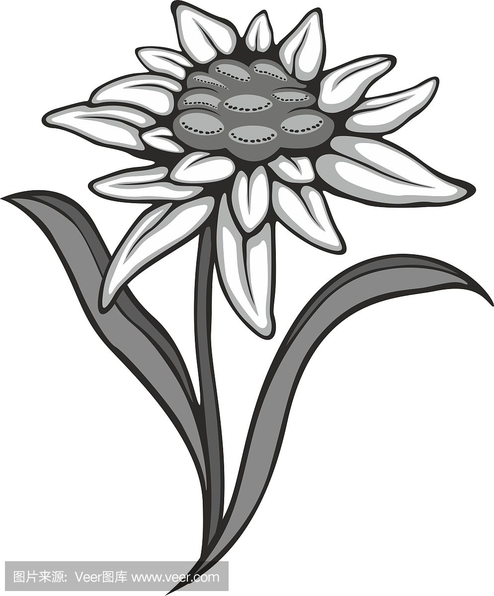 Silhouette outline edelweiss (leontopodium) flow