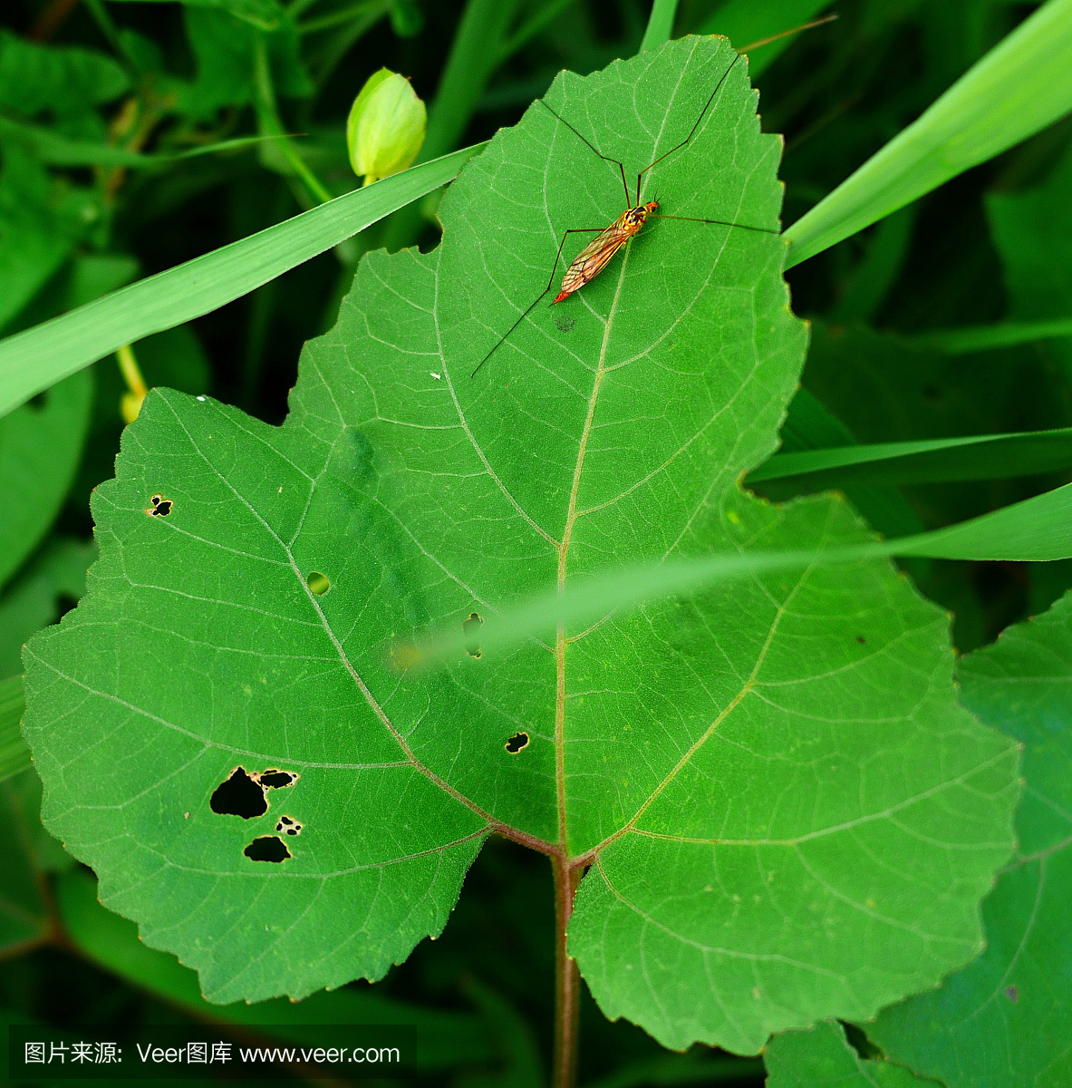 吸血动物,吸血的,蚊子,蚊