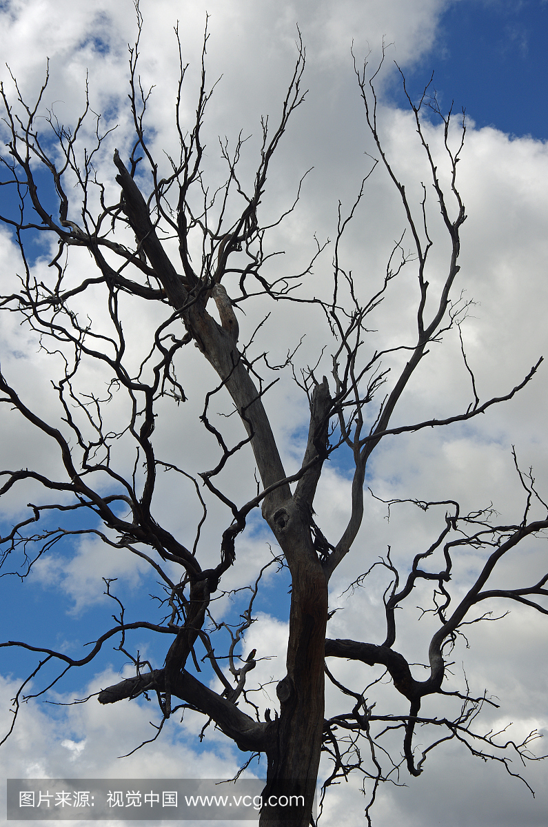 澳大利亚首都直辖区堪培拉的干旱造成树木死亡