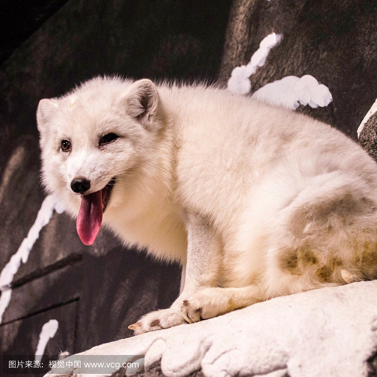 狐狸坐在动物园时低头看着舌头