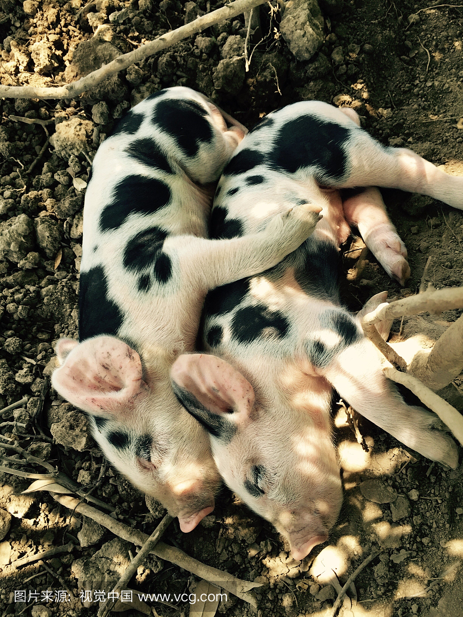 High Angle View Of Spotted Piglets Sleeping A