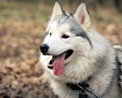 搞笑哈士奇桌面壁纸