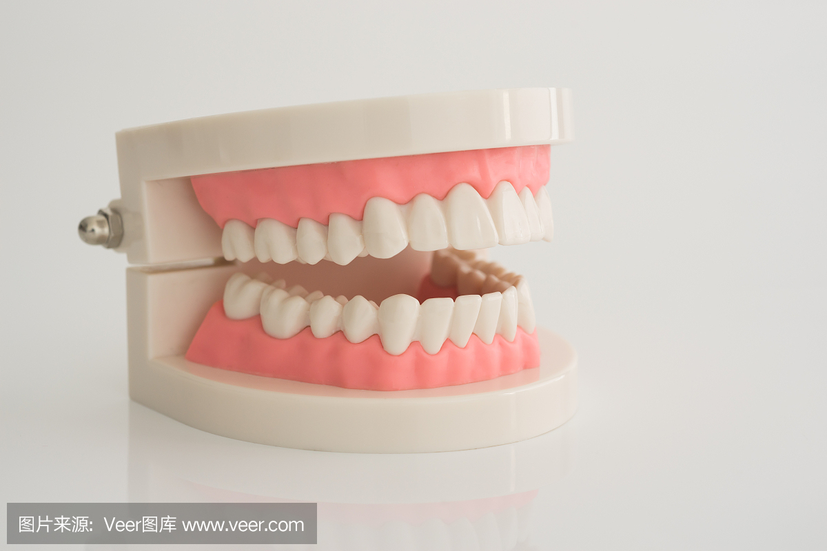 人造牙模型