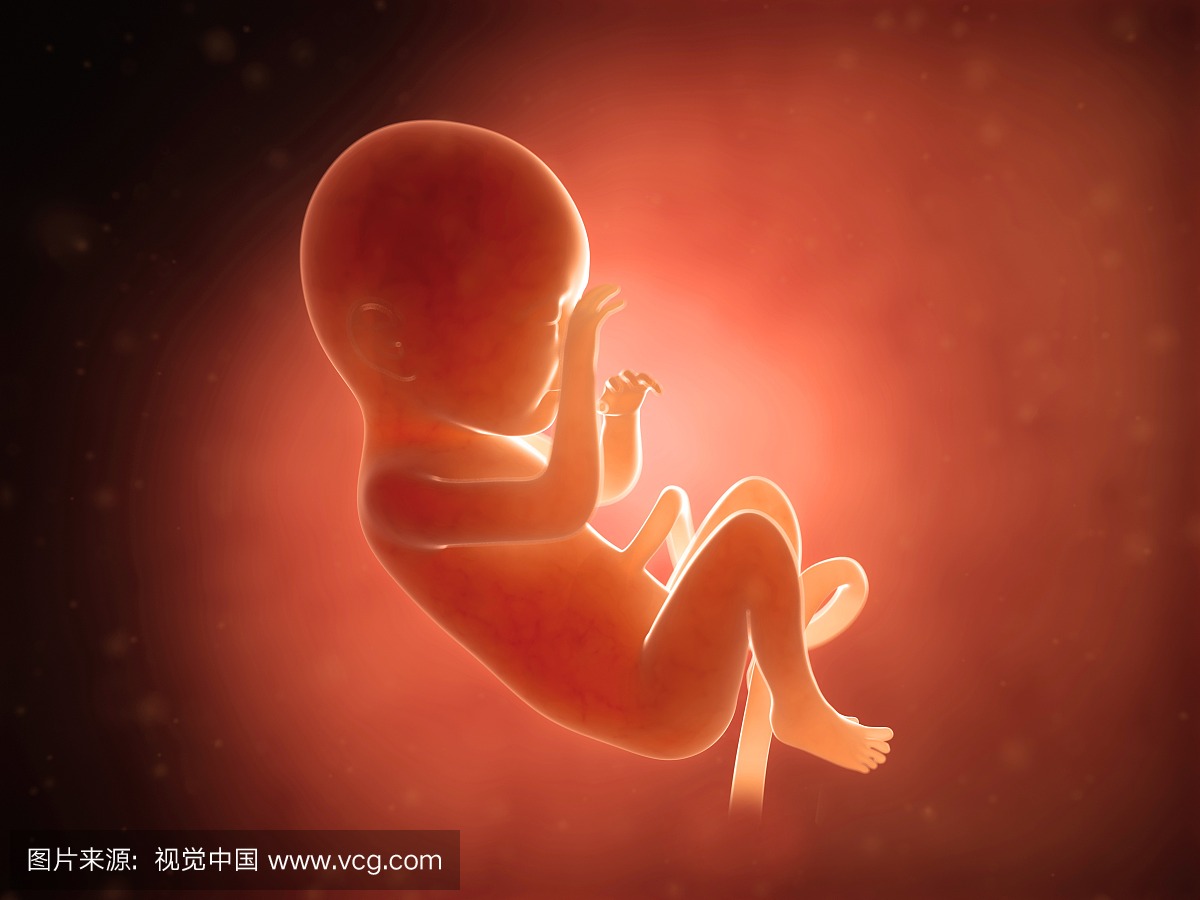 人类胎儿7个月,插图